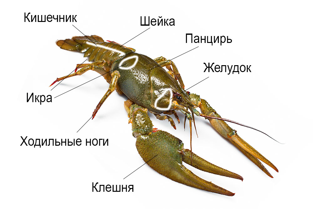 Схема речного рака